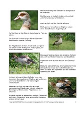 Steckbrief-Nilgans-Seite-2.pdf